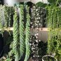 Hanging Sedum 200 Seeds