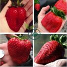 Heirloom Super Giant Japan Red Strawberry Organic 1200 Seeds