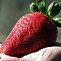 Heirloom Super Giant Japan Red Strawberry Organic 1200 Seeds