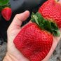 Heirloom Super Giant Japan Red Strawberry Organic 1200 Seeds