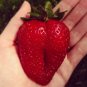 Heirloom Super Giant Japan Red Strawberry Organic 1200 Seeds
