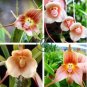 Monkey Face Orchids 400 Seeds