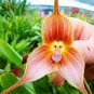 Monkey Face Orchids 400 Seeds
