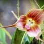 Monkey Face Orchids 400 Seeds