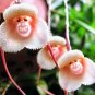 Monkey Face Orchids 400 Seeds