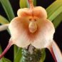 Monkey Face Orchids 400 Seeds