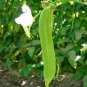 Sword Beans 10 Seeds