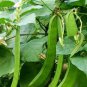 Sword Beans 10 Seeds