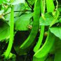 Sword Beans 10 Seeds
