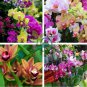 Mini Orchid Mixed Rose Red Purple Orange White Flowers 200 Seeds