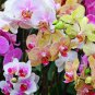Mini Orchid Mixed Rose Red Purple Orange White Flowers 200 Seeds