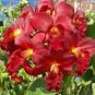 Mini Seed Orchid Rose Red Flowers 200 Seeds
