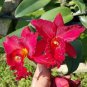 Mini Seed Orchid Rose Red Flowers 200 Seeds