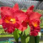 Mini Seed Orchid Rose Red Flowers 200 Seeds