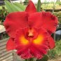 Mini Seed Orchid Rose Red Flowers 200 Seeds