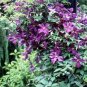 Clematis Light Khaki Color 200 Seeds