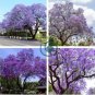 Jacaranda Mimosifolia Tree 100 Seeds