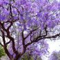 Jacaranda Mimosifolia Tree 100 Seeds