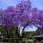 Jacaranda Mimosifolia Tree 100 Seeds