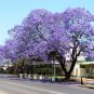 Jacaranda Mimosifolia Tree 100 Seeds