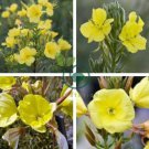 Evening Primrose 200 Seeds