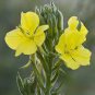 Evening Primrose 200 Seeds