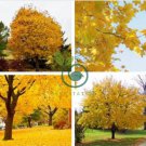 Yellow Maple Tree 200 Seeds