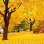 Yellow Maple Tree 200 Seeds
