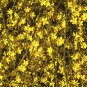 Yellow Arabian Jasmine 20 Seeds