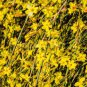 Yellow Arabian Jasmine 20 Seeds