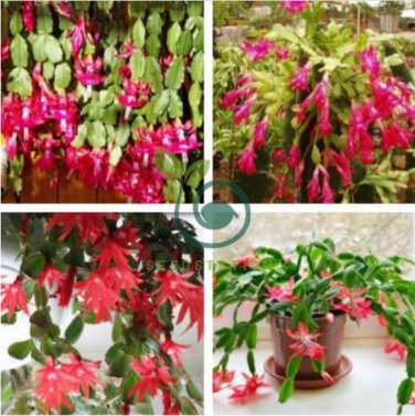 Zygocactus Truncatus 200 Seeds