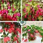 Zygocactus Truncatus 200 Seeds