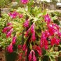 Zygocactus Truncatus 200 Seeds