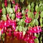 Zygocactus Truncatus 200 Seeds