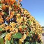 Fragrance osmanthus Tree 20 Seeds