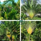 Travelers Palm Flores 200 Seeds