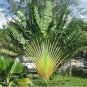 Travelers Palm Flores 200 Seeds