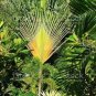 Travelers Palm Flores 200 Seeds