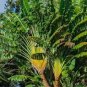 Travelers Palm Flores 200 Seeds