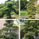 Potted Pine Tree Seeds Pinus Thunbergii Podocarpus macrophyllus 40 Seeds