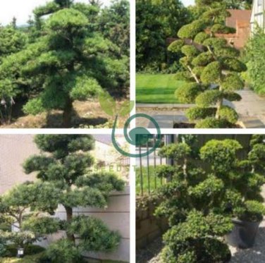 Potted Pine Tree Seeds Pinus Thunbergii Podocarpus macrophyllus 40 Seeds