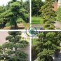 Potted Pine Tree Seeds Pinus Thunbergii Podocarpus macrophyllus 40 Seeds