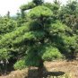 Potted Pine Tree Seeds Pinus Thunbergii Podocarpus macrophyllus 40 Seeds