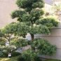 Potted Pine Tree Seeds Pinus Thunbergii Podocarpus macrophyllus 40 Seeds
