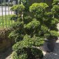 Potted Pine Tree Seeds Pinus Thunbergii Podocarpus macrophyllus 40 Seeds