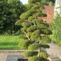 Potted Pine Tree Seeds Pinus Thunbergii Podocarpus macrophyllus 40 Seeds