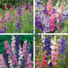 Hydrangea Rocket Larkspur Plant 200 Seeds