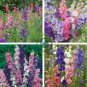 Hydrangea Rocket Larkspur Plant 200 Seeds