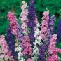 Hydrangea Rocket Larkspur Plant 200 Seeds