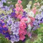 Hydrangea Rocket Larkspur Plant 200 Seeds